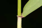 Eastern bottlebrush grass